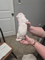 processed/779c582a-3fd3-433c-9773-a7df546de248/listing/bf257a21-bf2c-4576-8dd9-d381377c00d0/409d6953-64ce-4cad-a12d-33b6a06d90f6