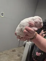 processed/779c582a-3fd3-433c-9773-a7df546de248/listing/bf257a21-bf2c-4576-8dd9-d381377c00d0/482484a2-aa4b-4f7d-b51b-0ddfc9ca834c