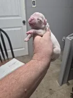 processed/779c582a-3fd3-433c-9773-a7df546de248/listing/bf257a21-bf2c-4576-8dd9-d381377c00d0/6a095230-7cce-4b93-a697-4c9d747aa1c3