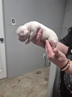 processed/779c582a-3fd3-433c-9773-a7df546de248/listing/bf257a21-bf2c-4576-8dd9-d381377c00d0/7141d09d-65d3-41c9-b877-407f9df24caa