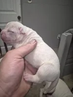 processed/779c582a-3fd3-433c-9773-a7df546de248/listing/bf257a21-bf2c-4576-8dd9-d381377c00d0/d19931af-9223-4134-add7-56abc1dbf55c