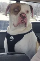 BUCKEYE, a male American Bulldog for sale in Jasper, GA – 2 of 6