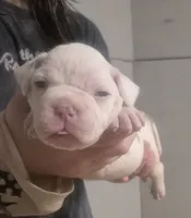 CASH , a male American Bulldog for sale in Jasper, GA – 4 of 8