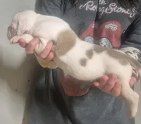 CASH , a male American Bulldog for sale in Jasper, GA – 6 of 8