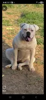 Daisy, a female American Bulldog for sale in Jasper, GA – 2 of 2