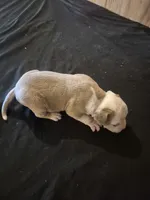 REAPER , a male American Bulldog for sale in Jasper, GA – 10 of 10