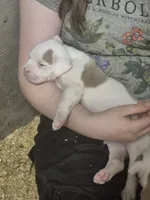 CHOPPER, a male American Bulldog for sale in Jasper, GA – 7 of 7