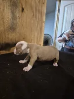 REAPER , a male American Bulldog for sale in Jasper, GA – 7 of 10
