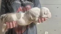 CASH , a male American Bulldog for sale in Jasper, GA – 8 of 8