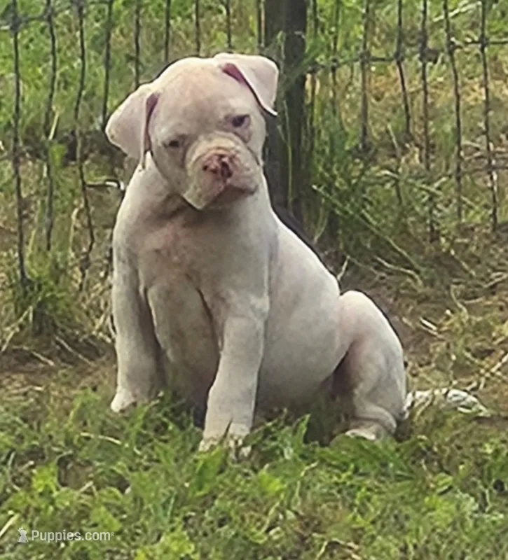 Jolene – American Bulldog puppy for sale in Jasper, GA