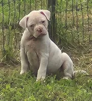 Jolene, a female American Bulldog for sale in Jasper, GA – 1 of 1