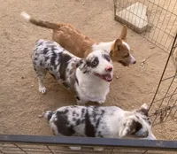 Chester, a male Cardigan Welsh Corgi for sale in Norco, CA – 2 of 9