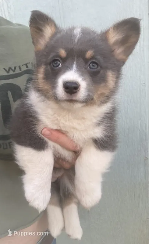 Konnie  – Cardigan Welsh Corgi puppy for sale in Norco, CA