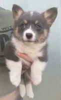 Konnie , a female Cardigan Welsh Corgi for sale in Norco, CA – 1 of 4
