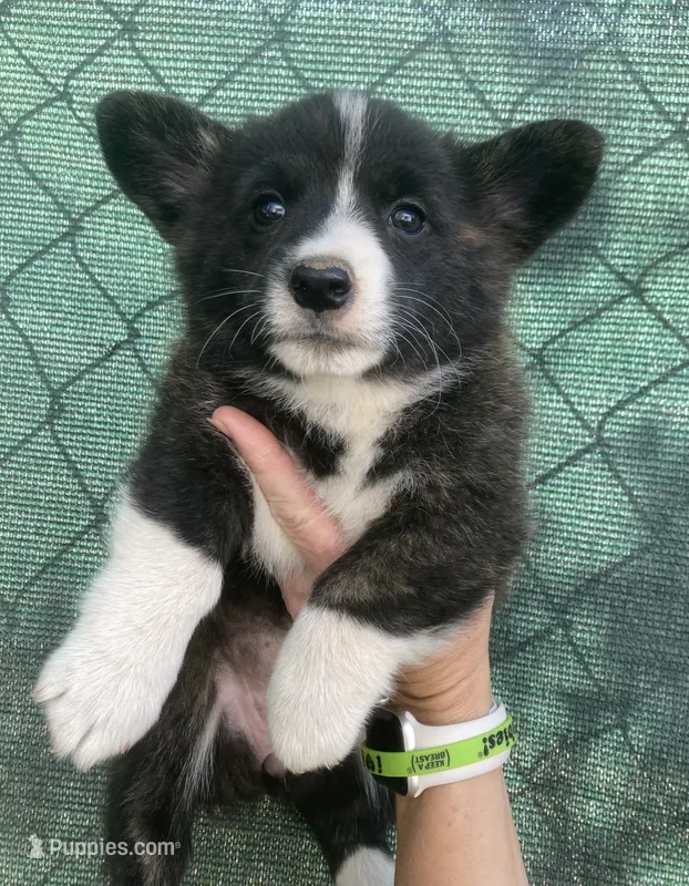 Leslie – Cardigan Welsh Corgi puppy for sale in Norco, CA
