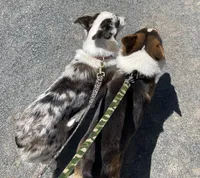 Karl, a male Cardigan Welsh Corgi for sale in Norco, CA – 8 of 8