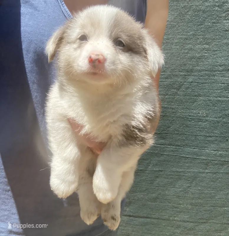 Mr Marbles  – Cardigan Welsh Corgi, Pembroke Welsh Corgi puppy for sale in Norco, CA