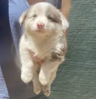 Mr Marbles , a male Cardigan Welsh Corgi and Pembroke Welsh Corgi for sale in Norco, CA – 1 of 2