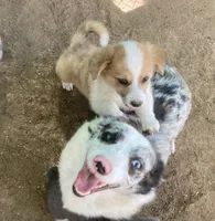 Chester, a male Cardigan Welsh Corgi for sale in Norco, CA – 1 of 2