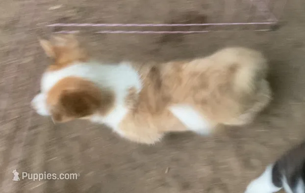 Chester, a male Cardigan Welsh Corgi for sale in Norco, CA – 1 of 3