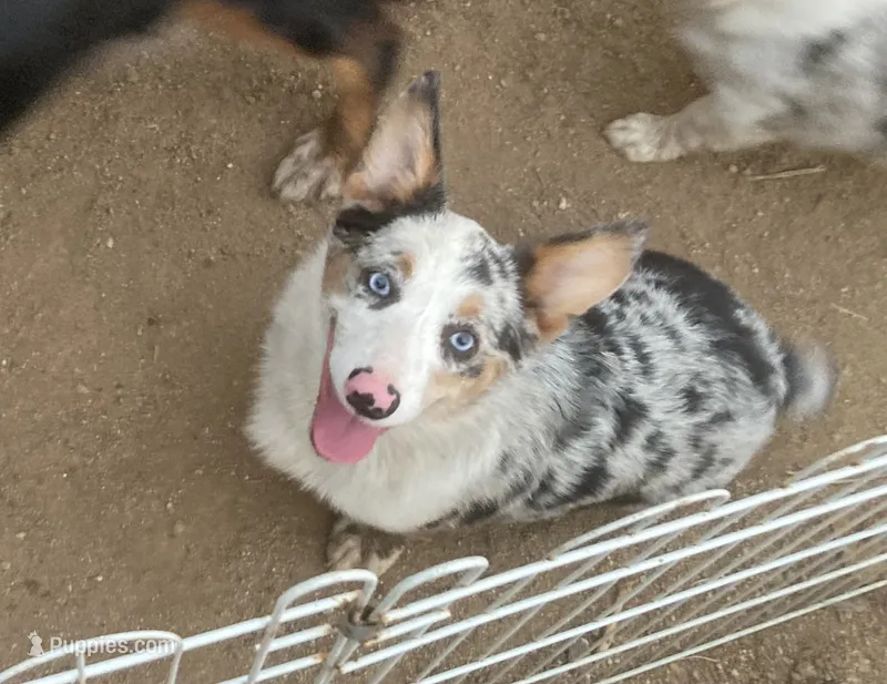Karl – Cardigan Welsh Corgi puppy for sale in Norco, CA