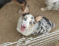Waldo, a male Cardigan Welsh Corgi for sale in Norco, CA – 2 of 8