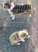 Chester, a male Cardigan Welsh Corgi for sale in Norco, CA – 2 of 2
