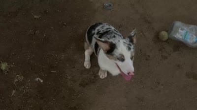Waldo, a male Cardigan Welsh Corgi for sale in Norco, CA – 8 of 8