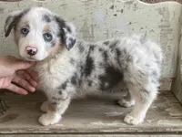 Karl, a male Cardigan Welsh Corgi for sale in Norco, CA – 4 of 8