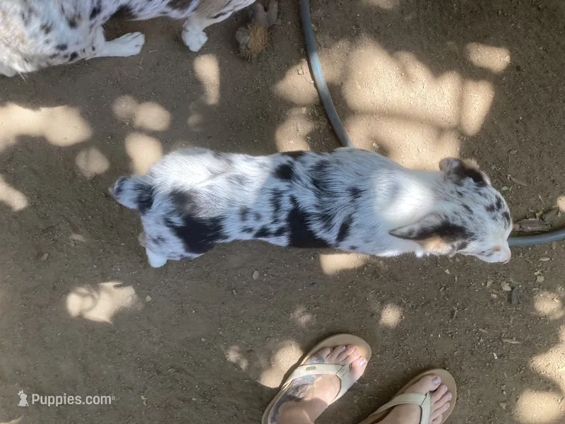 Karl – Cardigan Welsh Corgi puppy for sale in Norco, CA