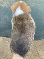 Sam, a male Cardigan Welsh Corgi and Pembroke Welsh Corgi for sale in Norco, CA – 2 of 2