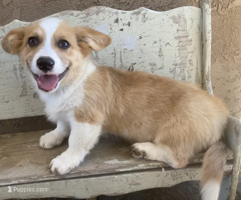 Chester – Cardigan Welsh Corgi puppy for sale in Norco, CA