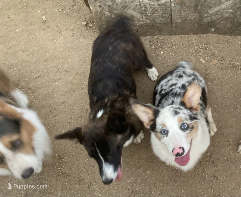 Karl – Cardigan Welsh Corgi puppy for sale in Norco, CA