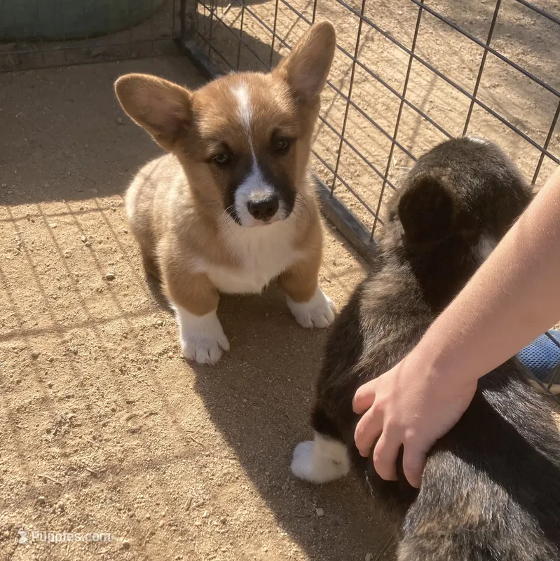 Sam – Pembroke Welsh Corgi puppy for sale in Norco, CA