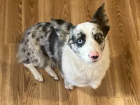 Karl, a male Cardigan Welsh Corgi for sale in Norco, CA – 6 of 8
