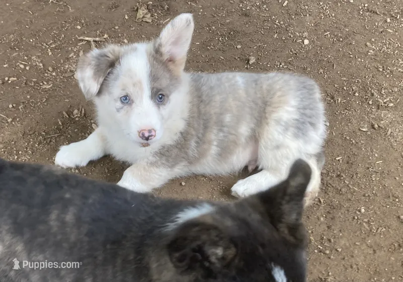 Mr Marbles  – Cardigan Welsh Corgi puppy for sale in Norco, CA
