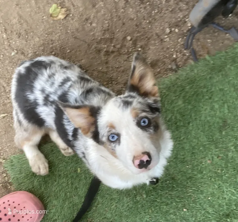 Karl – Cardigan Welsh Corgi puppy for sale in Norco, CA