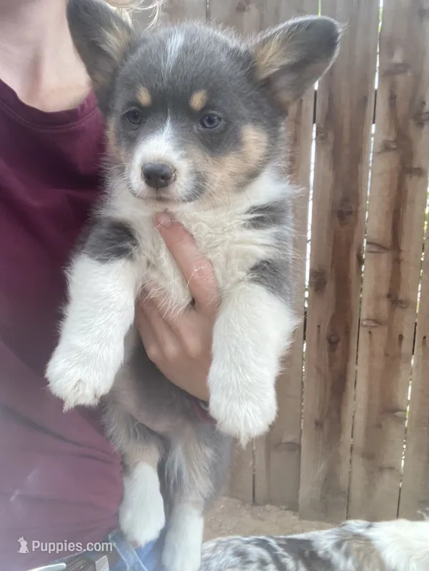 Konnie  – Cardigan Welsh Corgi puppy for sale in Norco, CA