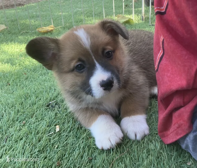 Sam – Pembroke Welsh Corgi puppy for sale in Norco, CA