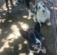 Karl, a male Cardigan Welsh Corgi for sale in Norco, CA – 2 of 8