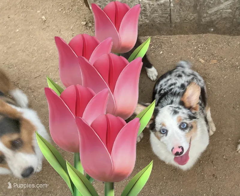 Waldo – Cardigan Welsh Corgi puppy for sale in Norco, CA