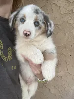 Karl, a male Cardigan Welsh Corgi for sale in Norco, CA – 3 of 8