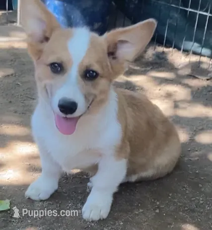 Chester – Cardigan Welsh Corgi puppy for sale in Norco, CA