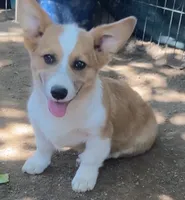 Chester, a male Cardigan Welsh Corgi for sale in Norco, CA – 3 of 9