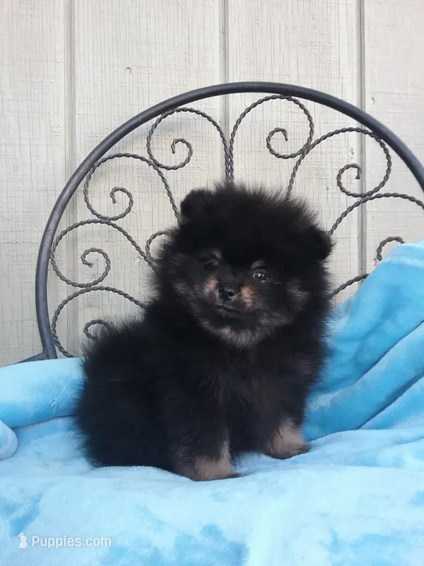 AKC Tommy – Pomeranian puppy for sale in Norco, CA