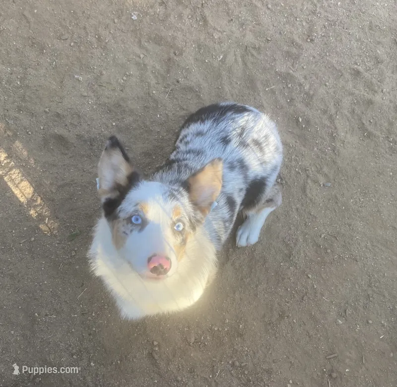 Waldo – Cardigan Welsh Corgi puppy for sale in Norco, CA