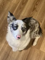 Karl, a male Cardigan Welsh Corgi for sale in Norco, CA – 6 of 8