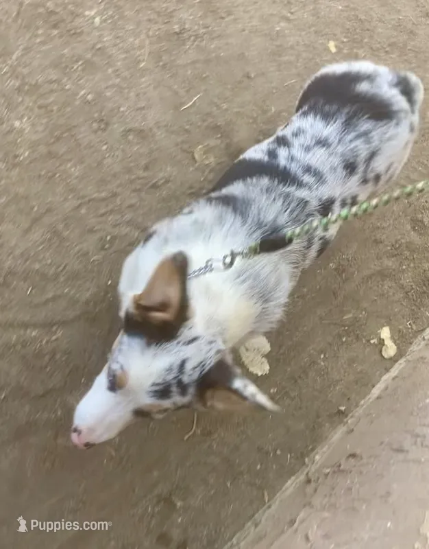 Waldo – Cardigan Welsh Corgi puppy for sale in Norco, CA