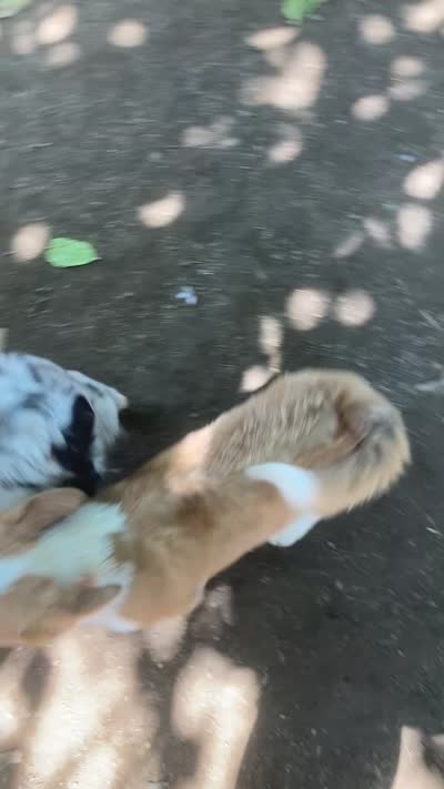 Chester, a male Cardigan Welsh Corgi for sale in Norco, CA – 9 of 9