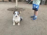 Karl, a male Cardigan Welsh Corgi for sale in Norco, CA – 2 of 8